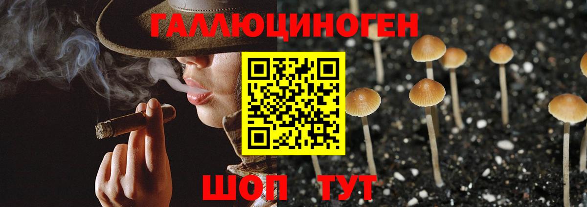 Псилоцибиновые грибы Psilocybine cubensis Осинники